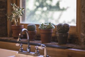 Come godere dei benefici delle piante curandole a casa